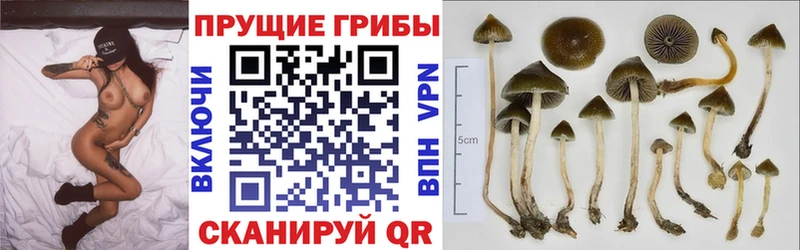 OMG tor  Муром  дарк нет официальный сайт  Галлюциногенные грибы MAGIC MUSHROOMS 